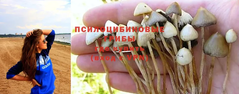 Псилоцибиновые грибы Magic Shrooms  мориарти какой сайт  Надым 